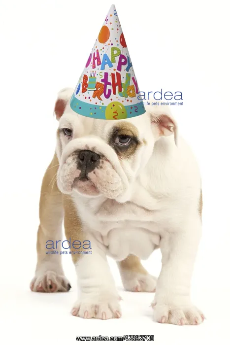 : English Bulldog wearing Happy Birthday party hat : English Bulldog wearing Happy Birthday party hat