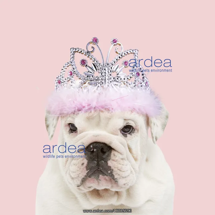 : English Bulldog wearing tiara : English Bulldog wearing tiara