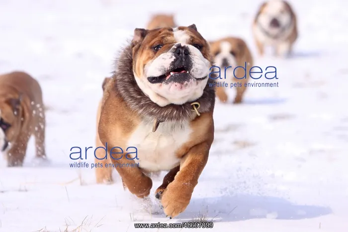 : English Bulldogs, Collar, Fur Collar : English Bulldogs, Collar, Fur Collar