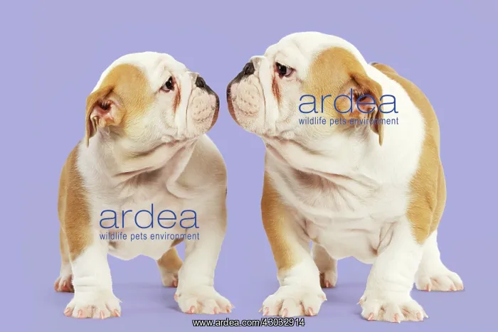 : English Bulldogs - couple facing each other : English Bulldogs - couple facing each other