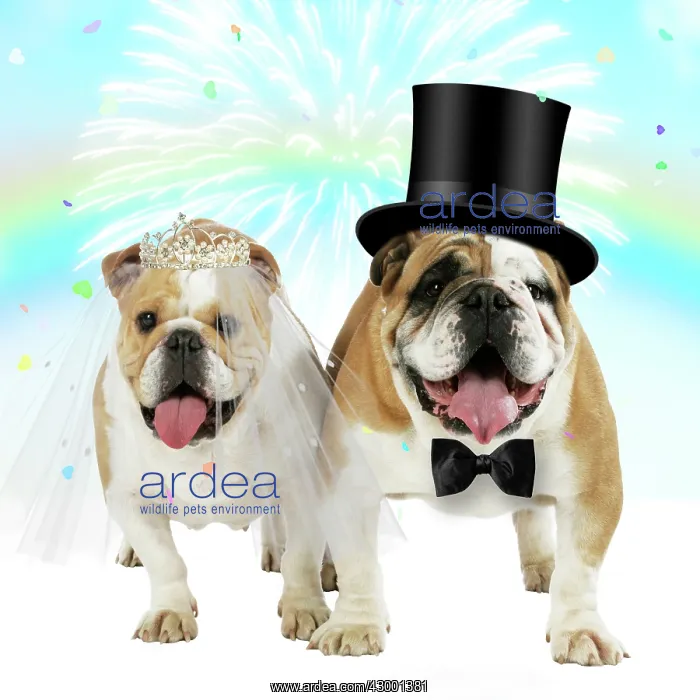: English Bulldogs, pair under rainbow firework & : English Bulldogs, pair under rainbow firework &