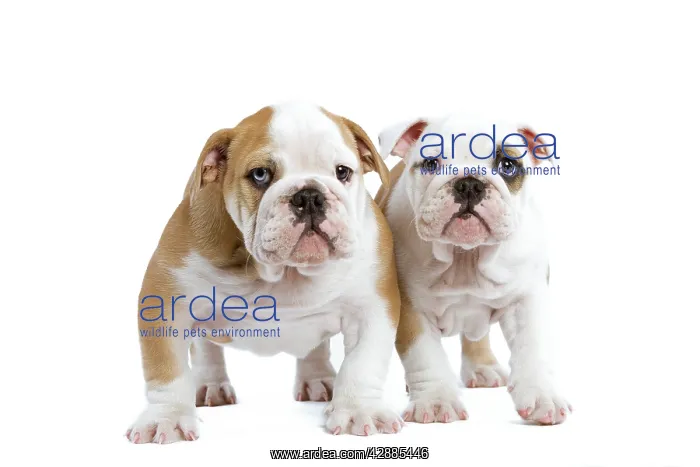  : English Bulldogs - in studio