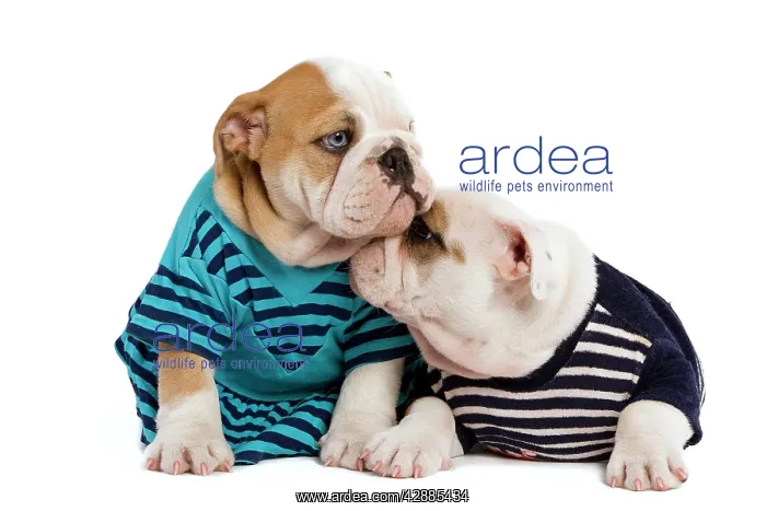  : English Bulldogs - in studio wearing stripey tops  /  t-shirts