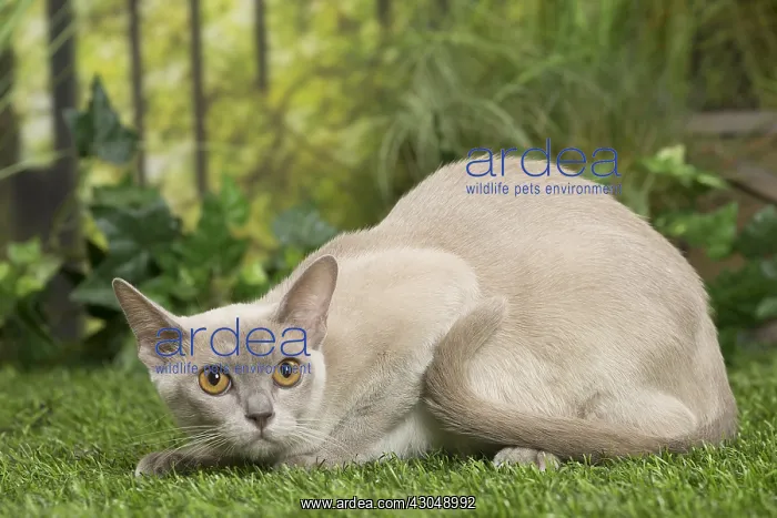  : English Burmese Cat