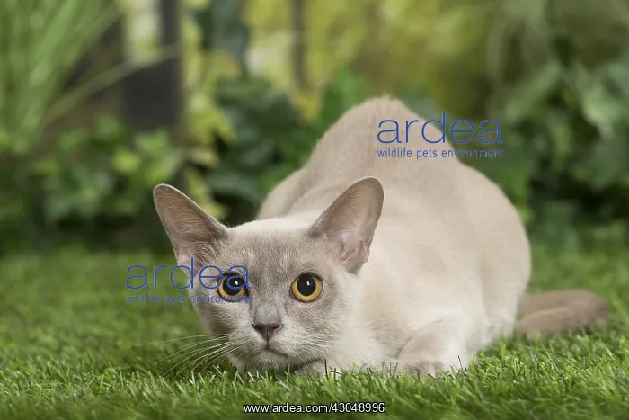  : English Burmese Cat