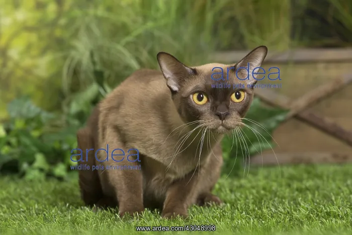  : English Burmese Cat