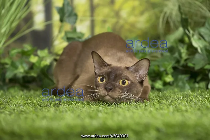  : English Burmese Cat