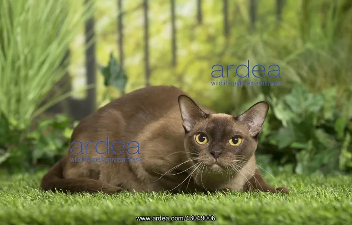 : English Burmese Cat
