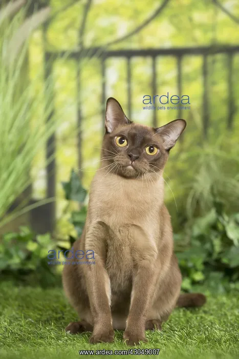  : English Burmese Cat