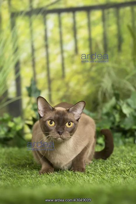  : English Burmese Cat
