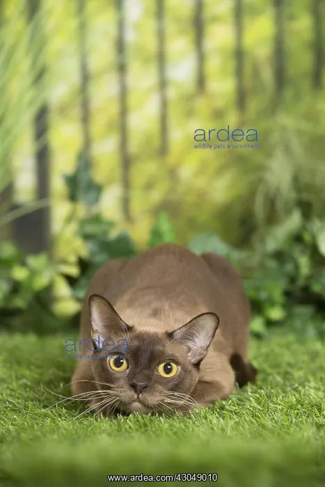  : English Burmese Cat