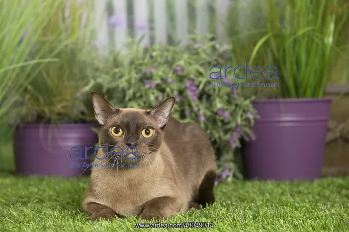  : English Burmese Cat
