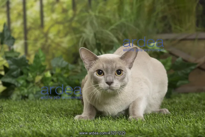  : English Burmese Cat