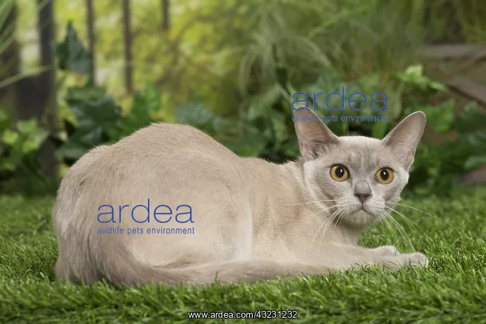  : English Burmese Cat
