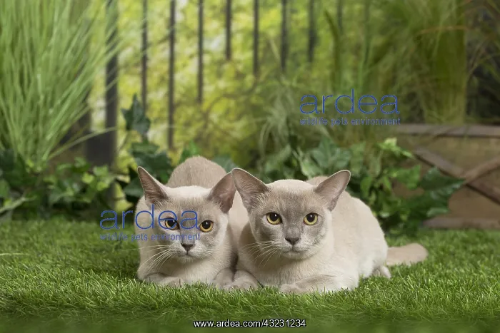  : English Burmese Cat