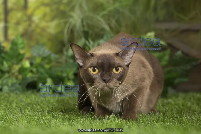  : English Burmese Cat