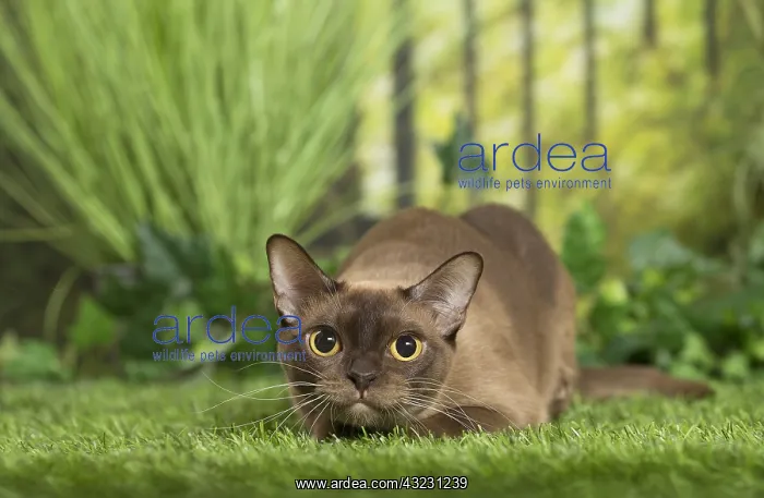  : English Burmese Cat
