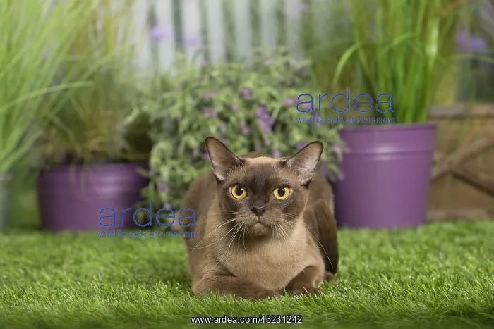  : English Burmese Cat
