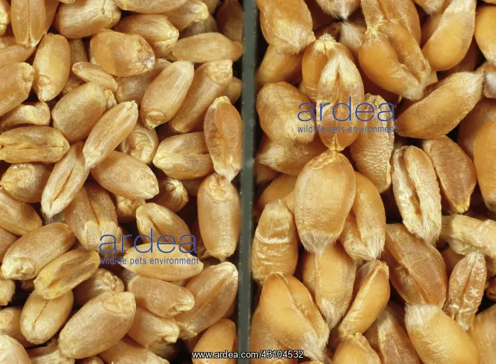 : English and Canadian Wheat : English and Canadian Wheat