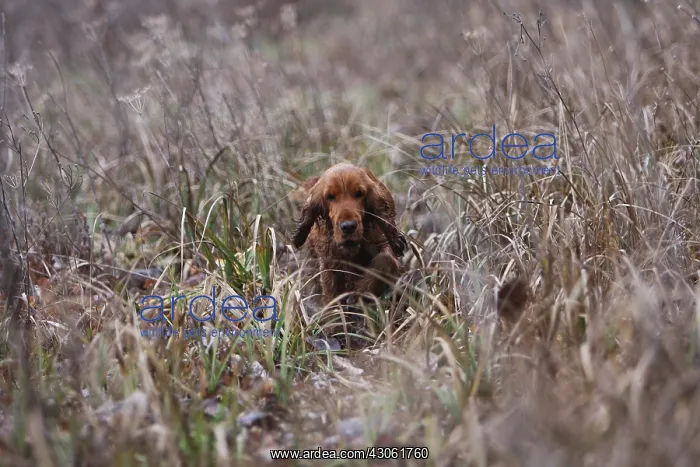 : English Cocker hunting in a meadow France : English Cocker hunting in a meadow France