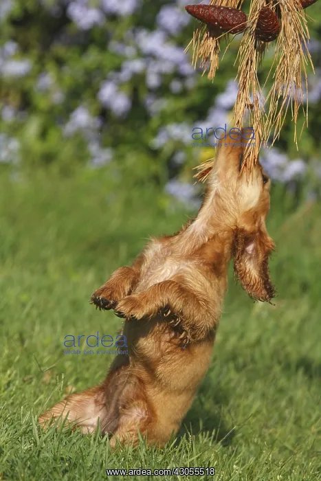 : English Cocker puppy playing with a pine branch France : English Cocker puppy playing with a pine branch France
