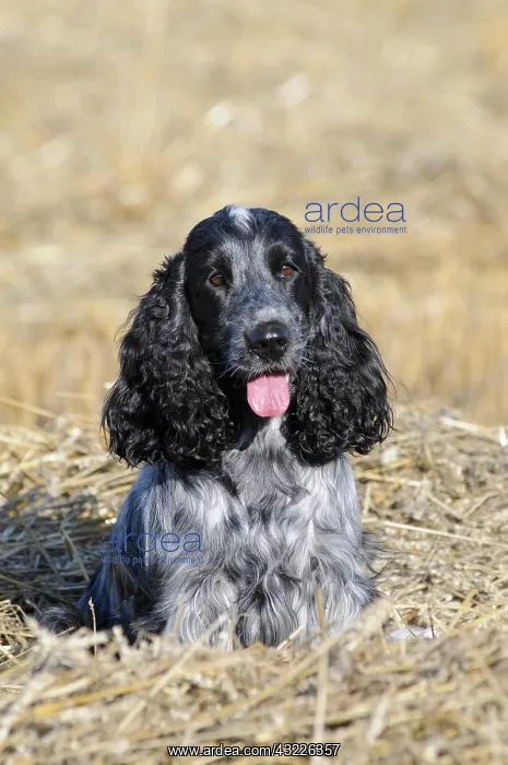 : English Cocker Spaniel, black mold or blueroan : English Cocker Spaniel, black mold or blueroan