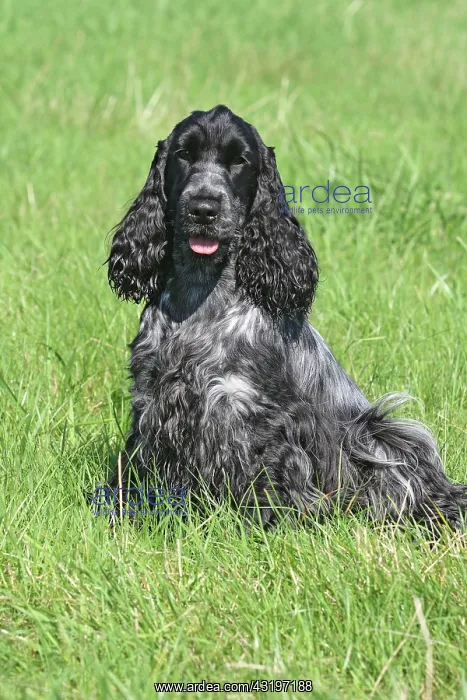 : English Cocker Spaniel, blue roan, bitch, 1 year : English Cocker Spaniel, blue roan, bitch, 1 year