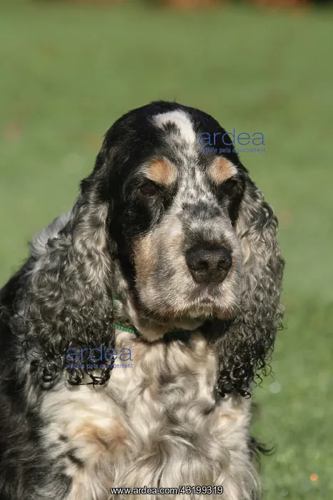 : English Cocker Spaniel, blue roan, portrait Cocker : English Cocker Spaniel, blue roan, portrait Cocker