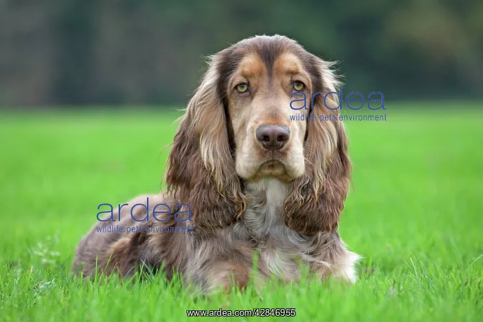  : English Cocker Spaniel Dog
