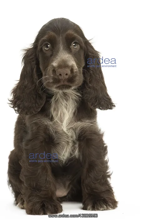  : English Cocker Spaniel Dog, puppy
