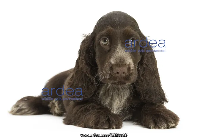 : English Cocker Spaniel Dog, puppy