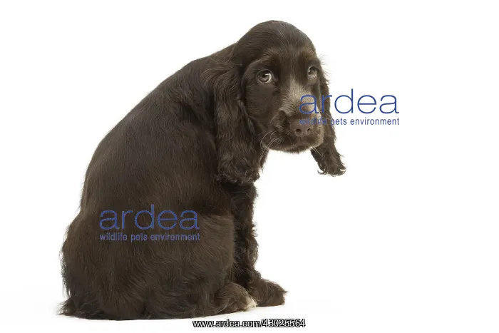  : English Cocker Spaniel Dog, puppy