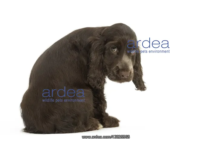  : English Cocker Spaniel Dog, puppy