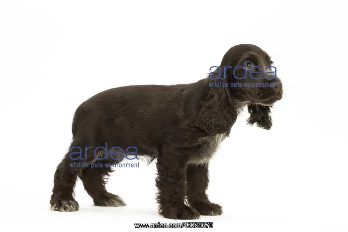 : English Cocker Spaniel Dog, puppy
