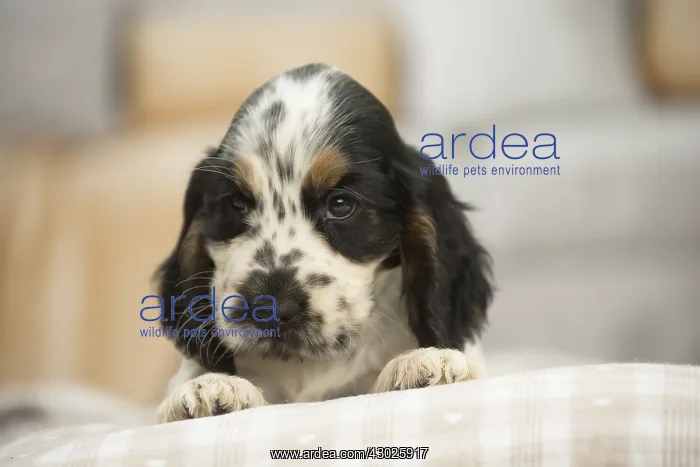  : English Cocker Spaniel Dog, puppy