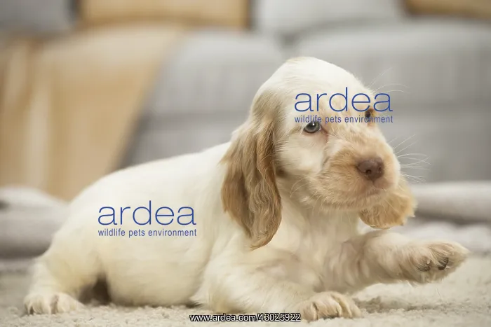  : English Cocker Spaniel Dog, puppy