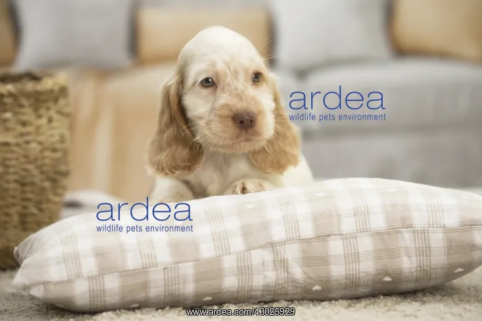  : English Cocker Spaniel Dog, puppy