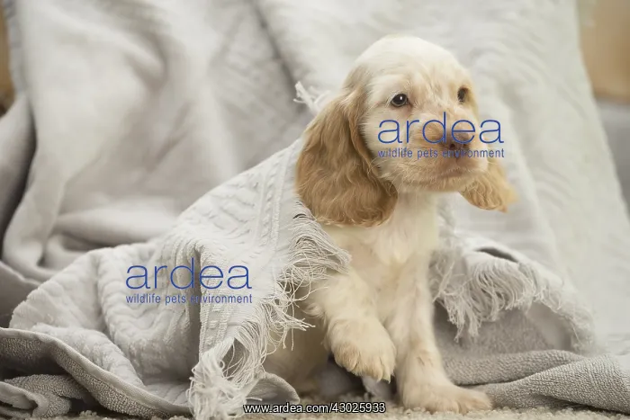  : English Cocker Spaniel Dog, puppy