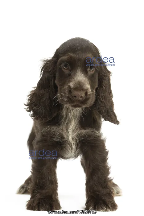  : English Cocker Spaniel Dog, puppy