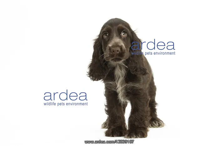  : English Cocker Spaniel Dog, puppy