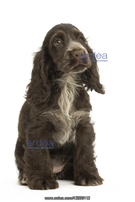  : English Cocker Spaniel Dog, puppy