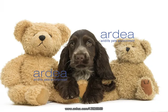 : English Cocker Spaniel Dog, puppy English Cocker : English Cocker Spaniel Dog, puppy English Cocker