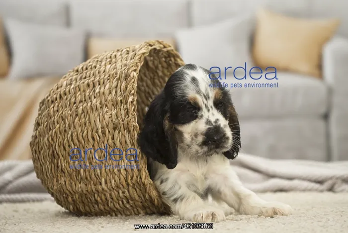 : English Cocker Spaniel Dog, puppy English Cocker : English Cocker Spaniel Dog, puppy English Cocker