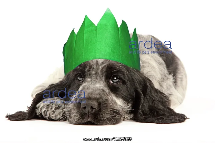 : English Cocker Spaniel Dog, puppy wearing Christmas : English Cocker Spaniel Dog, puppy wearing Christmas