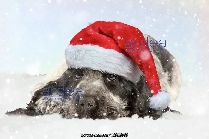 : English Cocker Spaniel Dog, puppy wearing Christmas : English Cocker Spaniel Dog, puppy wearing Christmas
