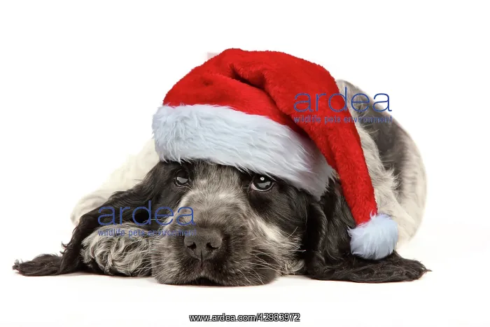 : English Cocker Spaniel Dog, puppy wearing Christmas hat : English Cocker Spaniel Dog, puppy wearing Christmas hat
