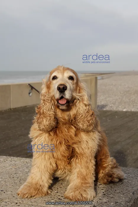 : English Cocker Spaniel in Mers Les Bains, Picardie : English Cocker Spaniel in Mers Les Bains, Picardie