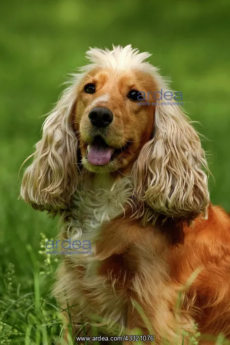 : English Cocker Spaniel, portrait : English Cocker Spaniel, portrait