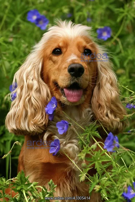 : English Cocker Spaniel, portrait, sitting amidst : English Cocker Spaniel, portrait, sitting amidst