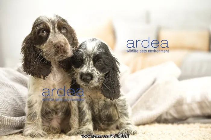  : English Cocker Spaniel puppies indoors